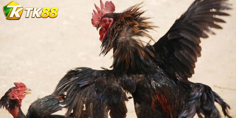 Bản đồ tín hiệu Blueface làm rõ nhịp trận