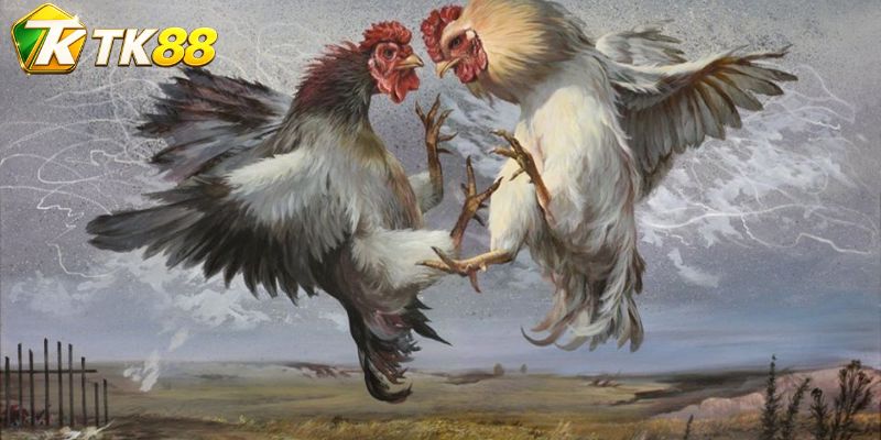 Trung tâm đá gà Tk88 hỗ trợ theo dõi nhiều cặp Butcher