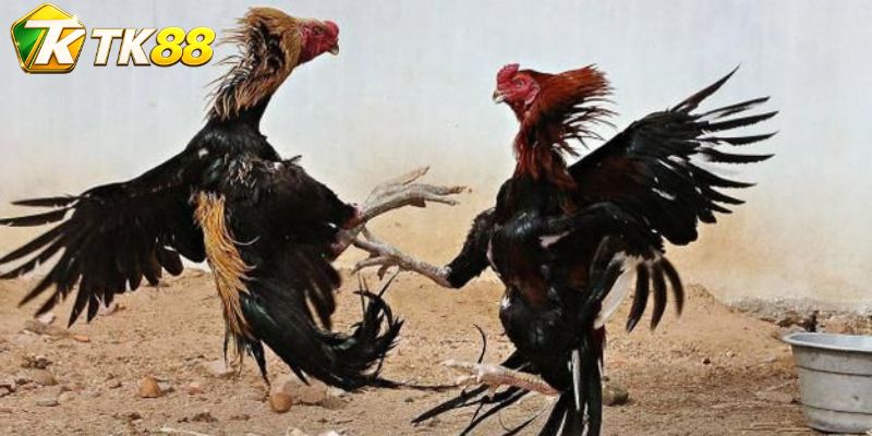 Đá Gà Butcher – Hồ Sơ Chiến Kê Và Nhịp Trận Trực Tiếp Mới