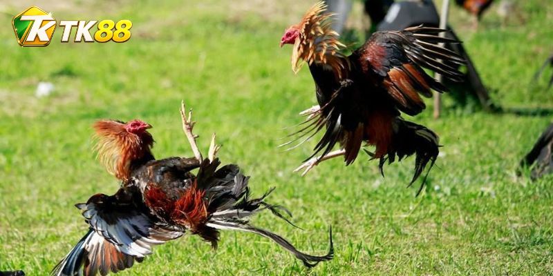 Đá Gà Brown Red: Ba giai đoạn tạo nên nhịp đấu của chiến kê